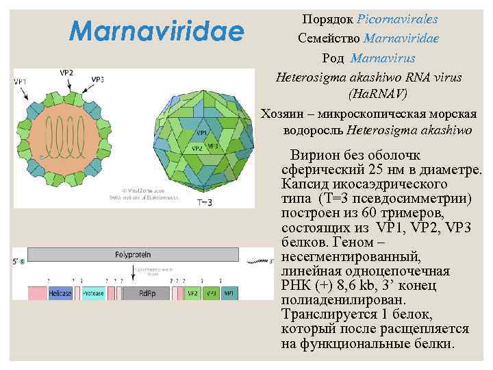 Представитель Семейства Marnaviridae
